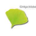Ginkgo_biloba